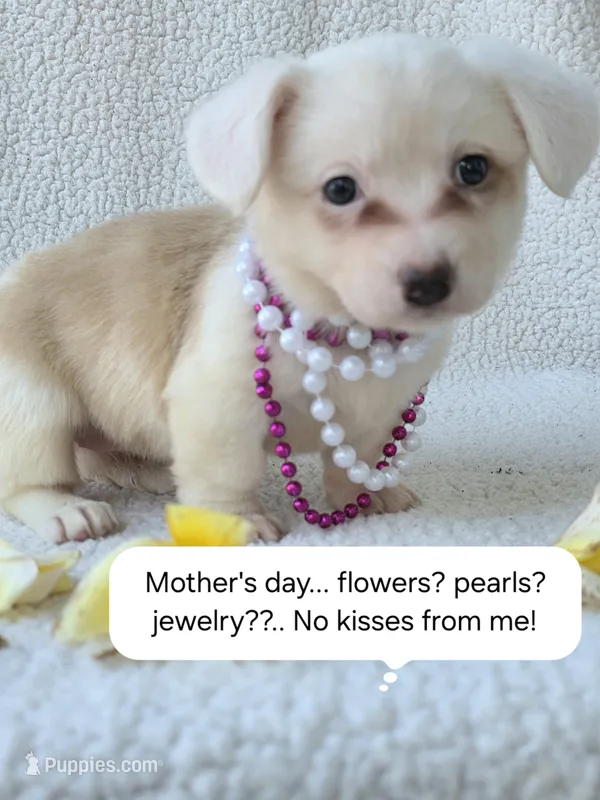 Sakura . Mothers day special! – Cardigan Welsh Corgi puppy for sale in Bradenton, FL