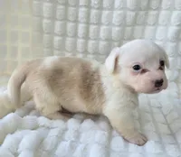 NARUTOMAKI, a female Cardigan Welsh Corgi for sale in Bradenton, FL – Photo 6 of 10