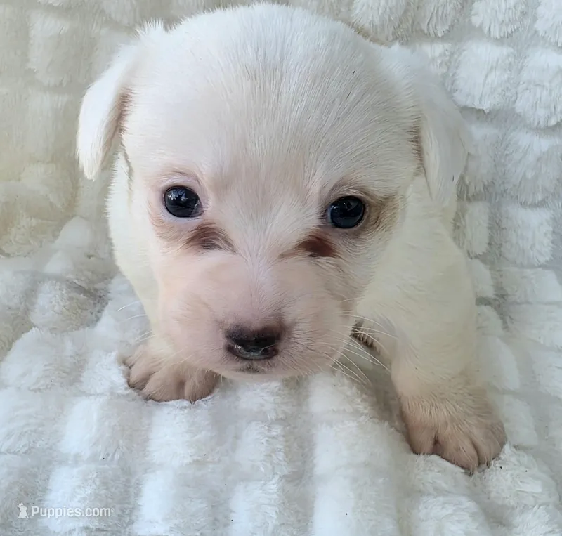 NARUTOMAKI – Cardigan Welsh Corgi puppy for sale in Bradenton, FL