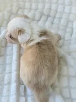 NARUTOMAKI, a female Cardigan Welsh Corgi for sale in Bradenton, FL – Photo 10 of 10