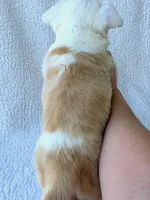 Sakura . Mothers day special!, a female Cardigan Welsh Corgi for sale in Bradenton, FL – Photo 3 of 10