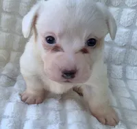 NARUTOMAKI, a female Cardigan Welsh Corgi for sale in Bradenton, FL – Photo 2 of 10