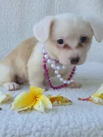 Sakura . Mothers day special!, a female Cardigan Welsh Corgi for sale in Bradenton, FL – Photo 2 of 10