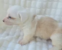 NARUTOMAKI, a female Cardigan Welsh Corgi for sale in Bradenton, FL – Photo 5 of 10