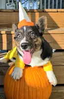 Wookie, a female Cardigan Welsh Corgi and Pembroke Welsh Corgi for sale in Bradenton, FL – 9 of 10