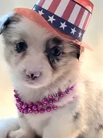 Valencia , a female Cardigan Welsh Corgi and Pembroke Welsh Corgi for sale in Bradenton, FL – 4 of 10