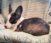 Swirly, a male Cardigan Welsh Corgi and Pembroke Welsh Corgi for sale in Bradenton, FL – 5 of 10