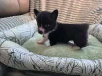 Whoopie , a female Cardigan Welsh Corgi and Pembroke Welsh Corgi for sale in Bradenton, FL – 8 of 10