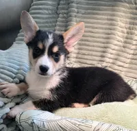 Tiberius  kurk , a male Cardigan Welsh Corgi and Pembroke Welsh Corgi for sale in Bradenton, FL – 10 of 10