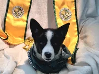 Valor, a female Cardigan Welsh Corgi and Pembroke Welsh Corgi for sale in Bradenton, FL – 6 of 10