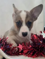 Salute!, a male Cardigan Welsh Corgi and Pembroke Welsh Corgi for sale in Bradenton, FL – 3 of 10