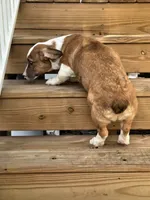 Sherlock! , a male Cardigan Welsh Corgi and Pembroke Welsh Corgi for sale in Bradenton, FL – 9 of 10