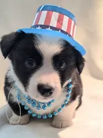 Valor, a female Cardigan Welsh Corgi and Pembroke Welsh Corgi for sale in Bradenton, FL – 9 of 10