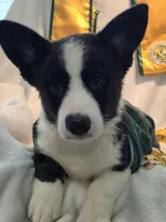 Valor, a female Cardigan Welsh Corgi and Pembroke Welsh Corgi for sale in Bradenton, FL – 8 of 10