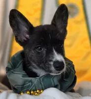 Whoopie , a female Cardigan Welsh Corgi and Pembroke Welsh Corgi for sale in Bradenton, FL – 6 of 10