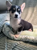 Tiberius  kurk , a male Cardigan Welsh Corgi and Pembroke Welsh Corgi for sale in Bradenton, FL – 4 of 10
