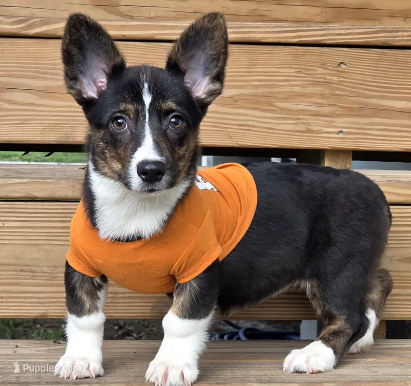 Wookie – Cardigan Welsh Corgi, Pembroke Welsh Corgi puppy for sale in Bradenton, FL