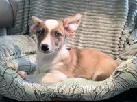 Sherlock! , a male Cardigan Welsh Corgi and Pembroke Welsh Corgi for sale in Bradenton, FL – 7 of 10