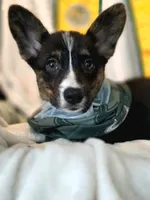 Wookie, a female Cardigan Welsh Corgi and Pembroke Welsh Corgi for sale in Bradenton, FL – 5 of 10