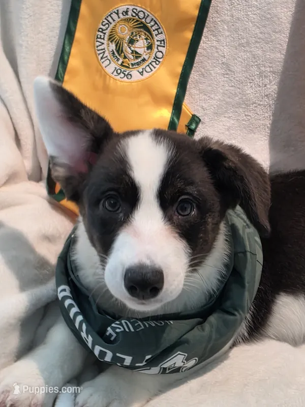 Unique ( liver, bluie pink carrier) dm clear  – Cardigan Welsh Corgi puppy for sale in Bradenton, FL