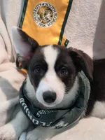 Unique ( liver, bluie pink carrier) dm clear , a female Cardigan Welsh Corgi for sale in Bradenton, FL – 1 of 10