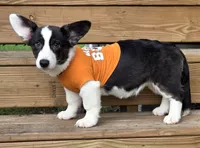 Unique 4 pet ( liver, bluie pink carrier) dm clear , a female Cardigan Welsh Corgi for sale in Bradenton, FL – 5 of 10