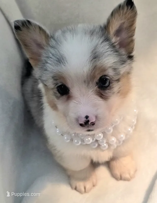 Venus – Cardigan Welsh Corgi, Pembroke Welsh Corgi puppy for sale in Bradenton, FL
