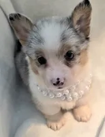 Venus, a female Cardigan Welsh Corgi and Pembroke Welsh Corgi for sale in Bradenton, FL – 1 of 10