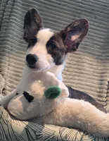 Swirly, a male Cardigan Welsh Corgi and Pembroke Welsh Corgi for sale in Bradenton, FL – 6 of 10
