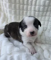 SWIRLY , a male Cardigan Welsh Corgi and Pembroke Welsh Corgi for sale in Bradenton, FL – Photo 4 of 8