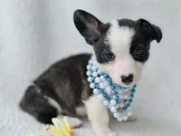 SWIRLY  Mother's day special!, a male Cardigan Welsh Corgi and Pembroke Welsh Corgi for sale in Bradenton, FL – Photo 7 of 10