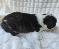 SWIRLY , a male Cardigan Welsh Corgi and Pembroke Welsh Corgi for sale in Bradenton, FL – Photo 7 of 8