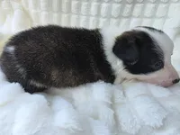 SWIRLY , a male Cardigan Welsh Corgi and Pembroke Welsh Corgi for sale in Bradenton, FL – Photo 8 of 8