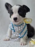 SWIRLY  Mother's day special!, a male Cardigan Welsh Corgi and Pembroke Welsh Corgi for sale in Bradenton, FL – Photo 10 of 10
