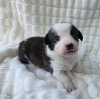 SWIRLY , a male Cardigan Welsh Corgi and Pembroke Welsh Corgi for sale in Bradenton, FL – Photo 6 of 8
