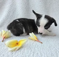 SWIRLY  Mother's day special!, a male Cardigan Welsh Corgi and Pembroke Welsh Corgi for sale in Bradenton, FL – Photo 3 of 10
