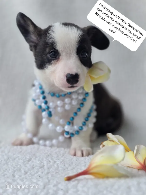 SWIRLY  – Cardigan Welsh Corgi, Pembroke Welsh Corgi puppy for sale in Bradenton, FL