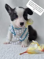 SWIRLY  Mother's day special!, a male Cardigan Welsh Corgi and Pembroke Welsh Corgi for sale in Bradenton, FL – Photo 1 of 10