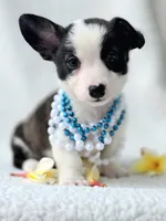 SWIRLY  Mother's day special!, a male Cardigan Welsh Corgi and Pembroke Welsh Corgi for sale in Bradenton, FL – Photo 9 of 10