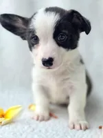 SWIRLY  Mother's day special!, a male Cardigan Welsh Corgi and Pembroke Welsh Corgi for sale in Bradenton, FL – Photo 8 of 10
