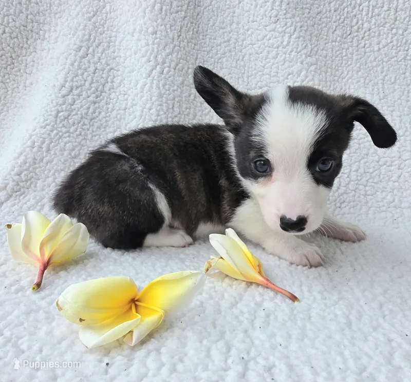 SWIRLY  – Cardigan Welsh Corgi, Pembroke Welsh Corgi puppy for sale in Bradenton, FL