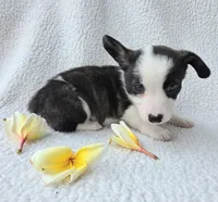 SWIRLY  Mother's day special!, a male Cardigan Welsh Corgi and Pembroke Welsh Corgi for sale in Bradenton, FL – Photo 5 of 10