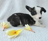 SWIRLY  Mother's day special!, a male Cardigan Welsh Corgi and Pembroke Welsh Corgi for sale in Bradenton, FL – Photo 2 of 10