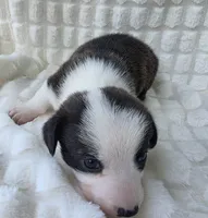 SWIRLY , a male Cardigan Welsh Corgi and Pembroke Welsh Corgi for sale in Bradenton, FL – Photo 5 of 8