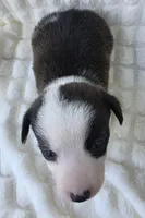 SWIRLY , a male Cardigan Welsh Corgi and Pembroke Welsh Corgi for sale in Bradenton, FL – Photo 2 of 8