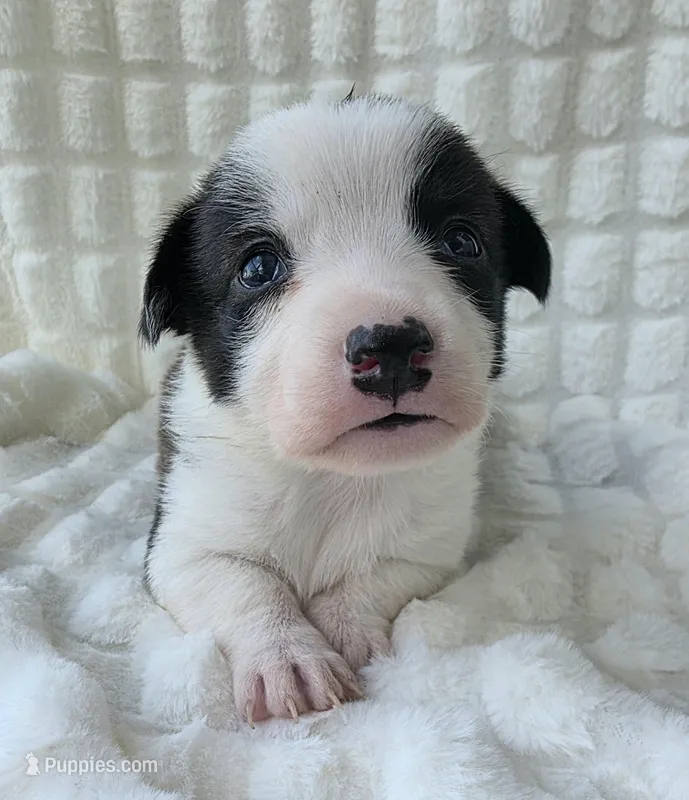 SWIRLY  – Cardigan Welsh Corgi, Pembroke Welsh Corgi puppy for sale in Bradenton, FL