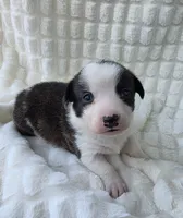 SWIRLY , a male Cardigan Welsh Corgi and Pembroke Welsh Corgi for sale in Bradenton, FL – Photo 3 of 8