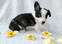 SWIRLY  Mother's day special!, a male Cardigan Welsh Corgi and Pembroke Welsh Corgi for sale in Bradenton, FL – Photo 6 of 10