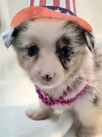 Valencia , a female Cardigan Welsh Corgi and Pembroke Welsh Corgi for sale in Bradenton, FL – 5 of 10