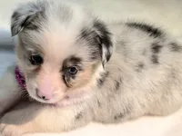 Valencia , a female Cardigan Welsh Corgi and Pembroke Welsh Corgi for sale in Bradenton, FL – 10 of 10